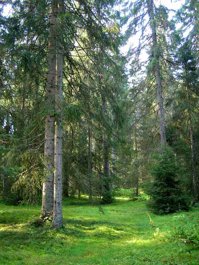 La foresta subalpina di Les breuleux  (CH)